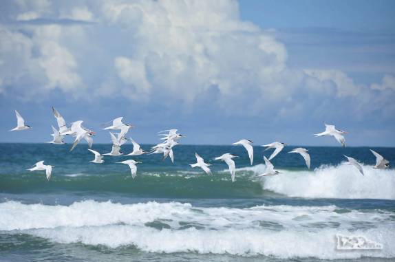 Quase não há pessoas, mas há muitos pássaros na praia do Cassino, entre Chuí e Rio Grande, no Rio Grande do Sul